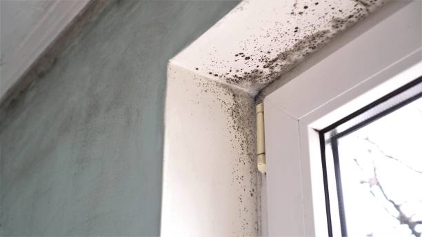 Best Mold Damage Restoration  in Laconia, NH