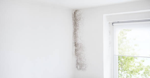 Best Indoor Air Quality Assessment  in Laconia, NH