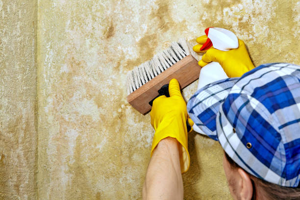 Best Mold-Related Health Consultation  in Laconia, NH