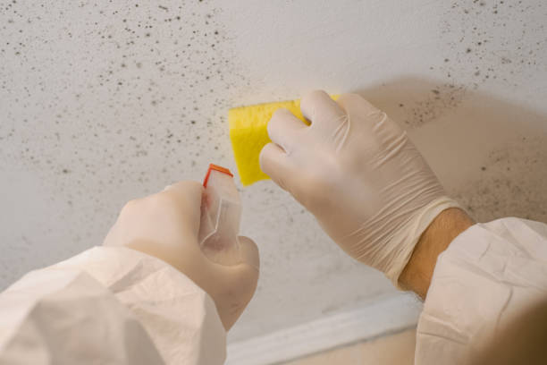 Professional Mold Removal in Laconia, NH