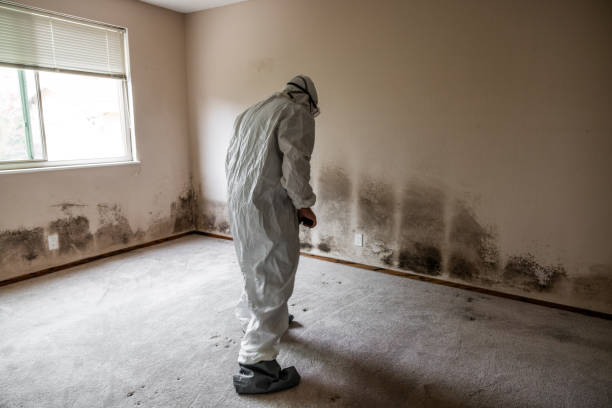 Best Real Estate Mold Inspection  in Laconia, NH