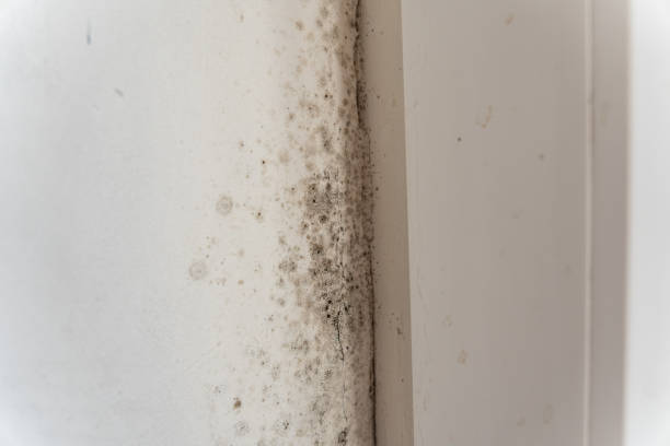 Best Residential Mold Inspection & Testing  in Laconia, NH