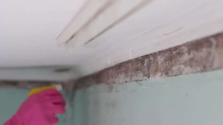 Mold Documentation for Insurance Claims in Laconia, NH