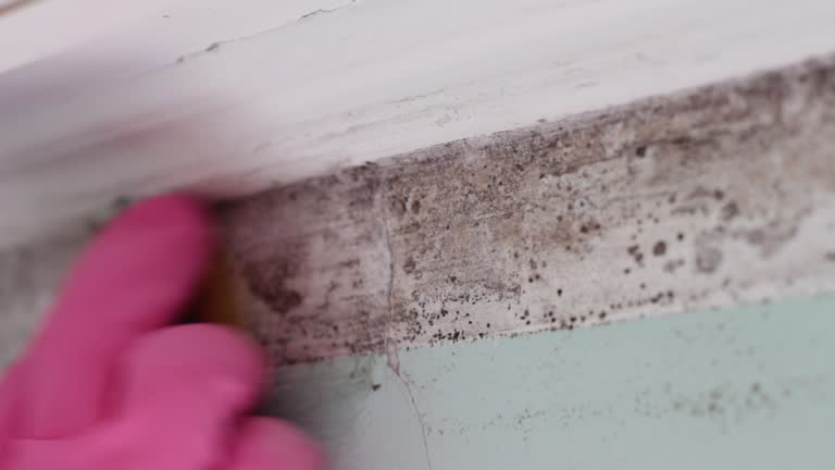 Best Post-Construction Mold Inspection  in Laconia, NH